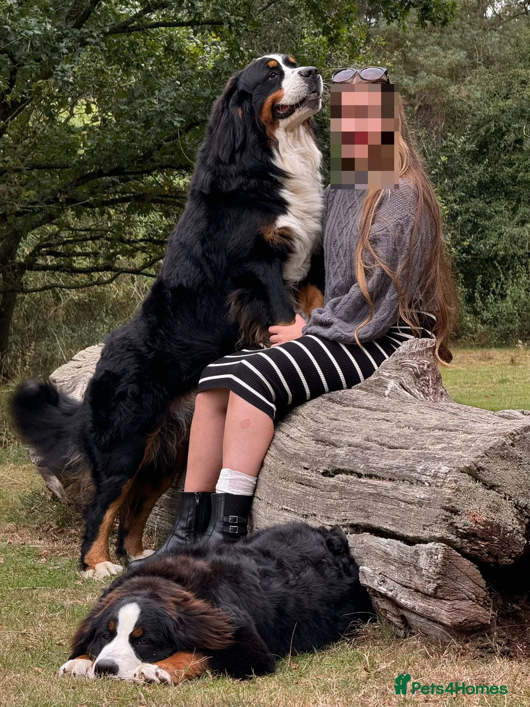 Bernese Mountain Dog dogs for stud: Stunning proven stud dog  - Advert 7