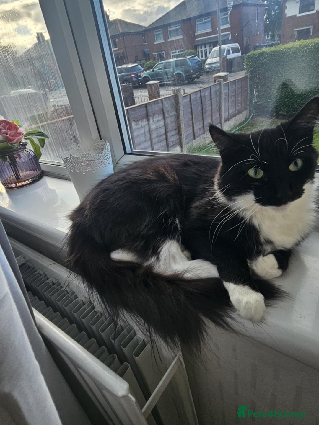 Mixed Breed cats for sale: Faith – Sweet Black & White Girl Needs a Home - Image 9