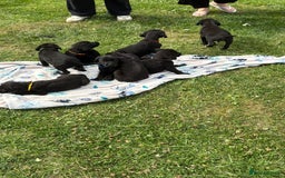 Labrador Retriever dogs for sale: KC Registered Black Labrador Pups 🐾 - Image 16