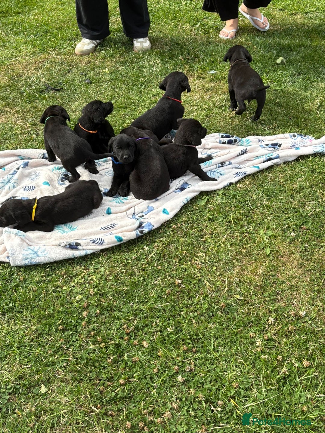 Labrador Retriever dogs for sale: KC Registered Black Labrador Pups 🐾 - Image 16