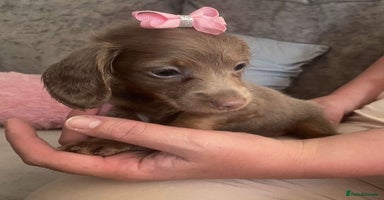 Miniature Dachshund dogs - Advert 3
