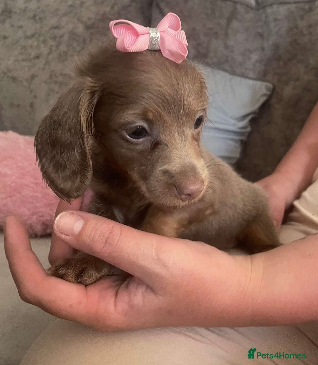 Miniature Dachshund dogs for sale: Mini longhaired Isabella/tan Dachshunds VACCINATED - Image 3