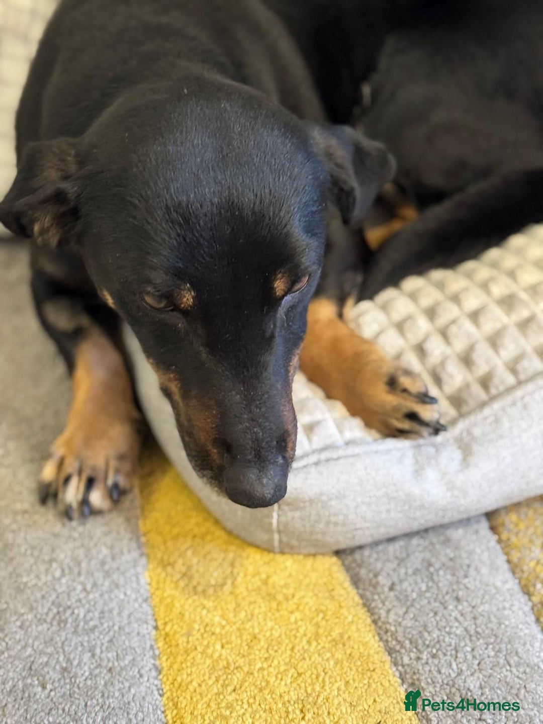 Mixed Breed dogs for adoption: Beautiful Ember looking for love - Advert 6