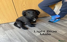 Mixed Breed dogs for sale: Beautiful Doberman X springer spaniel pups in Hawick - Image 39