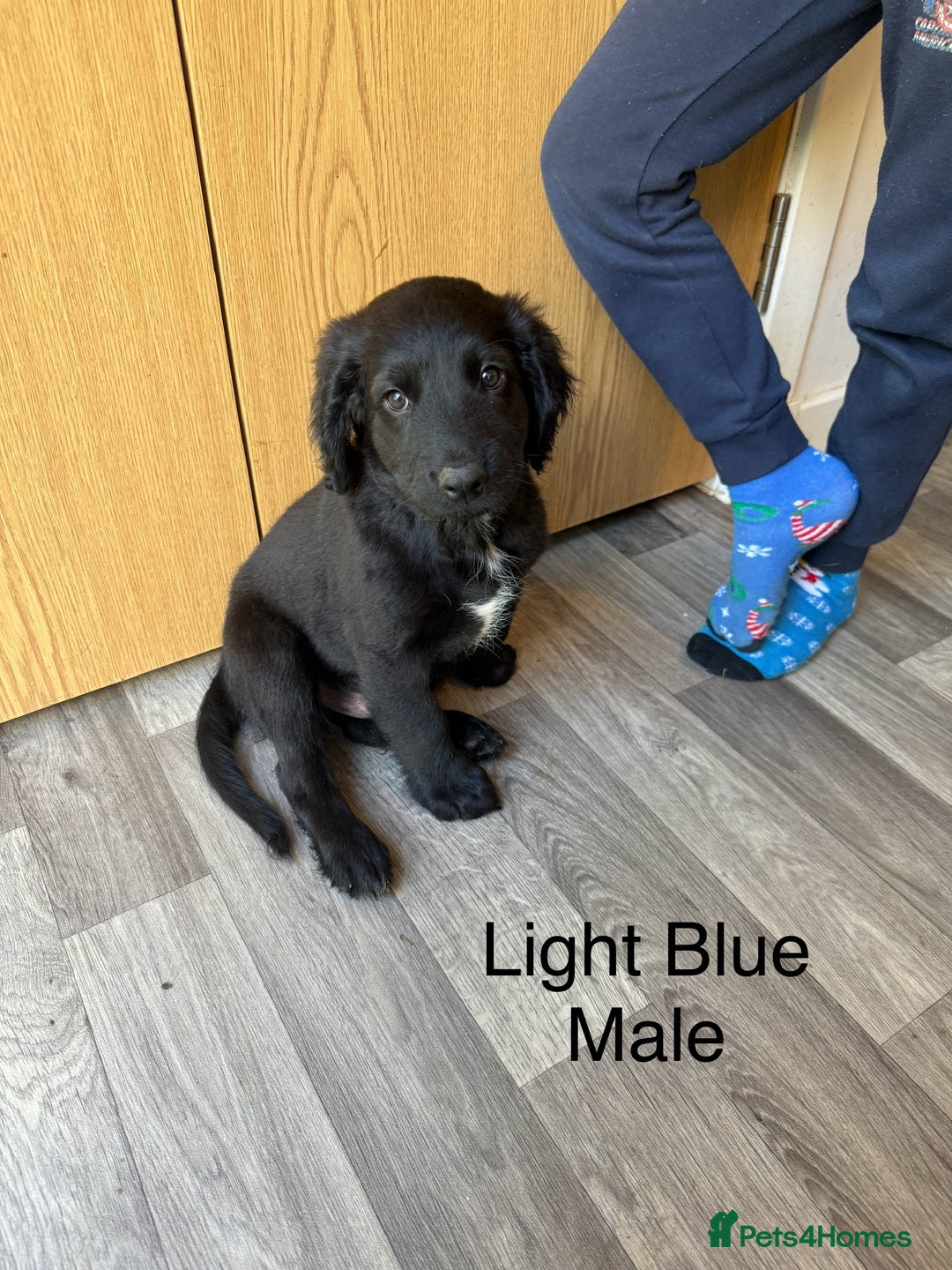 Mixed Breed dogs for sale: Beautiful Doberman X springer spaniel pups in Hawick - Image 39