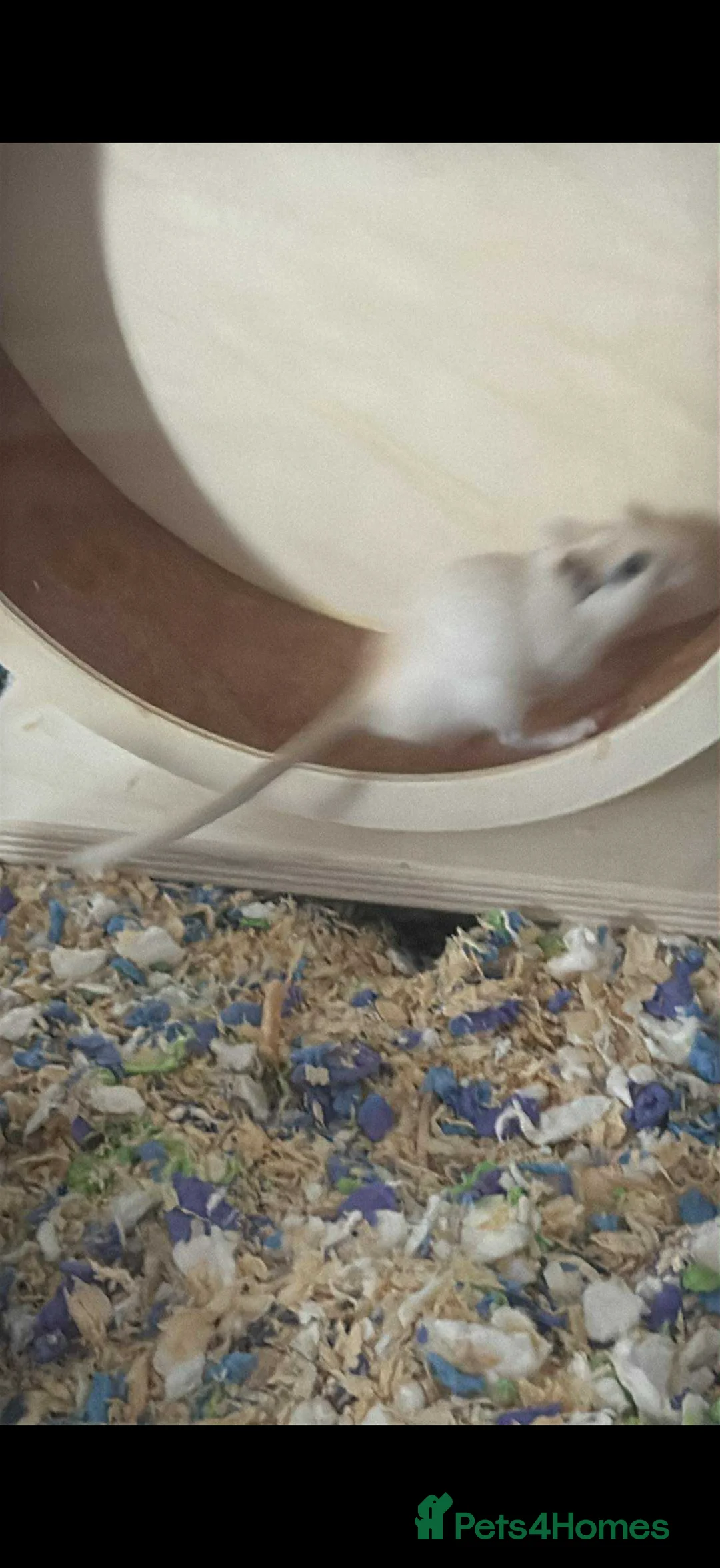 Gerbil rodents for sale: 2 male gerbils + bucostate 3.0 cage - Advert 3