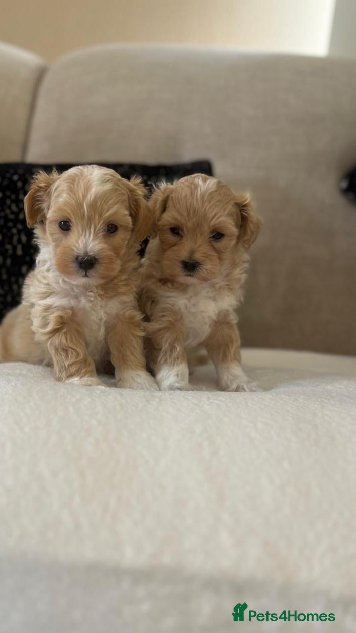 Maltipoo dogs F1 Toy Maltipoo puppies - Advert 5