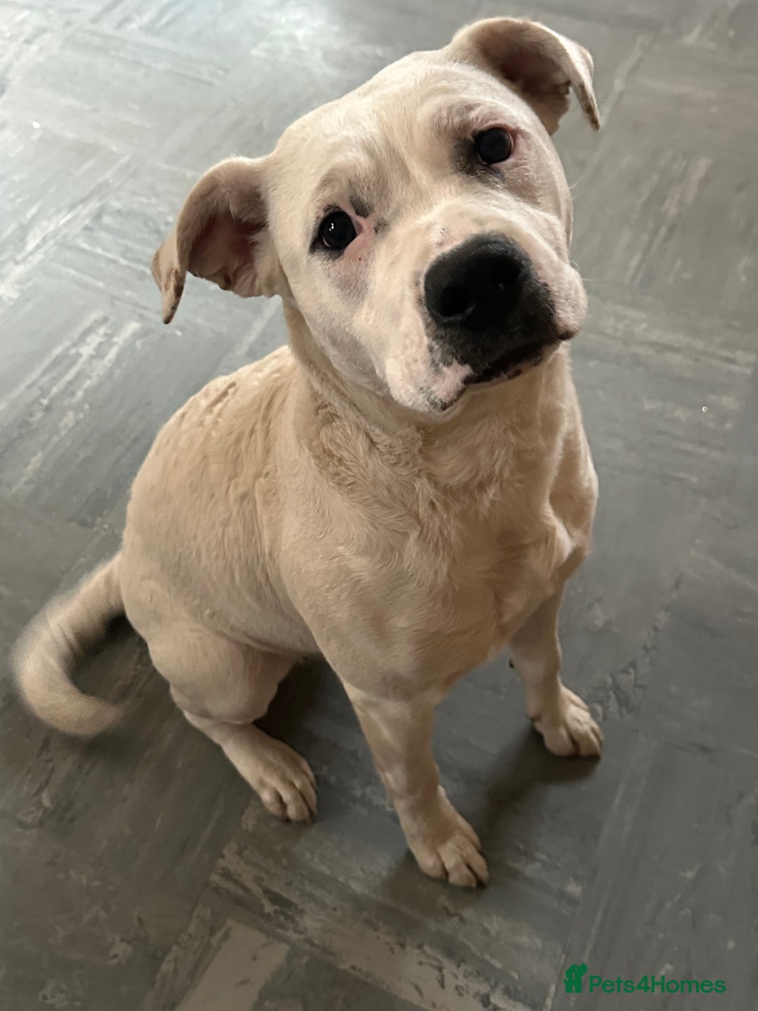 Mixed Breed dogs for sale: Mila staff x American bully - Advert 1