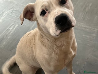 Mixed Breed dogs Mila staff x American bully - Advert 1