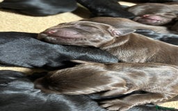 Labrador Retriever dogs for sale: Beautiful black and chocolate pups  - Image 7