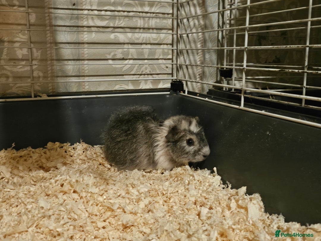 Guinea Pig rodents for sale: Stunning guinea pigs available (brothers) - Advert 3