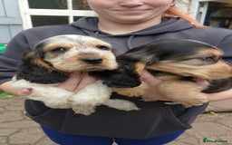 Cocker Spaniel dogs for sale: KC Registered Show type Cocker Spaniels  - Image 15