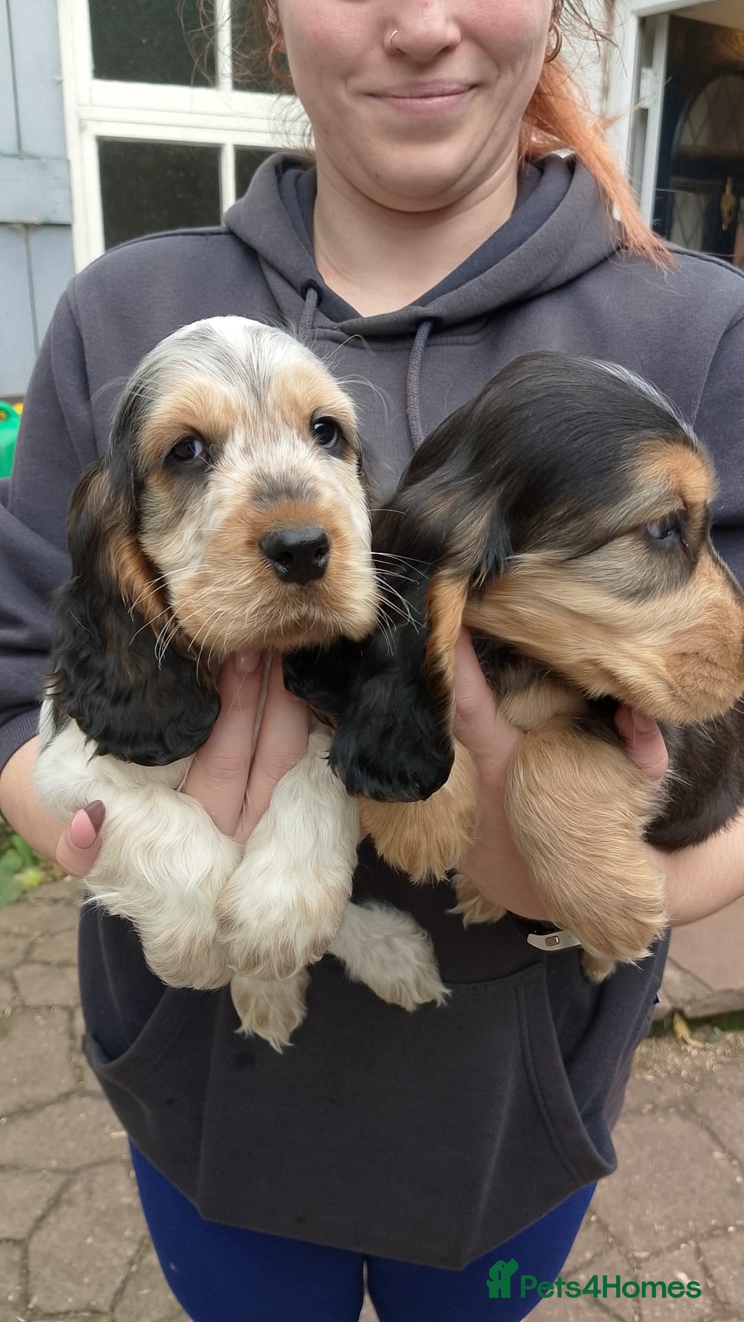 Cocker Spaniel dogs for sale: KC Registered Show type Cocker Spaniels  - Image 15