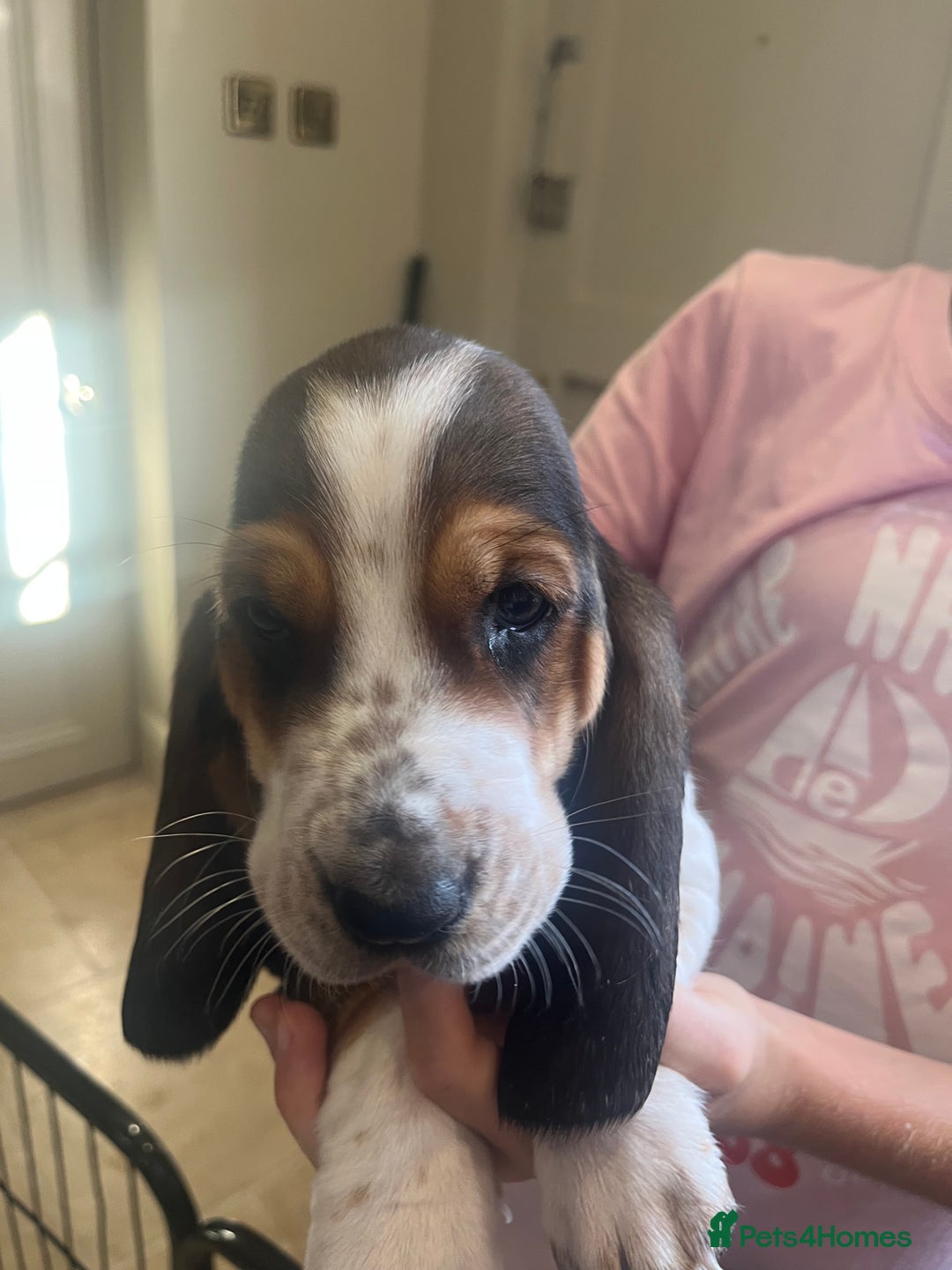 Basset Hound dogs for sale: Beautiful Basset Hound puppies - Image 8