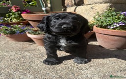 Cocker Spaniel dogs for sale: FTW Sired KC Reg Working Cocker Spaniel Puppies in Stocksfield - Image 1