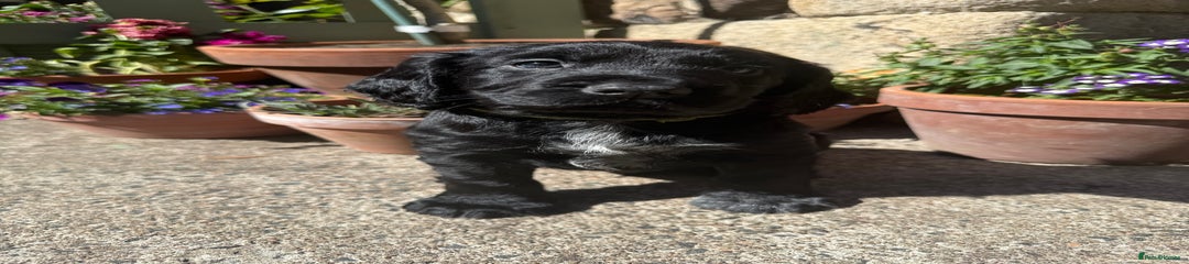 Blue Roan Dog