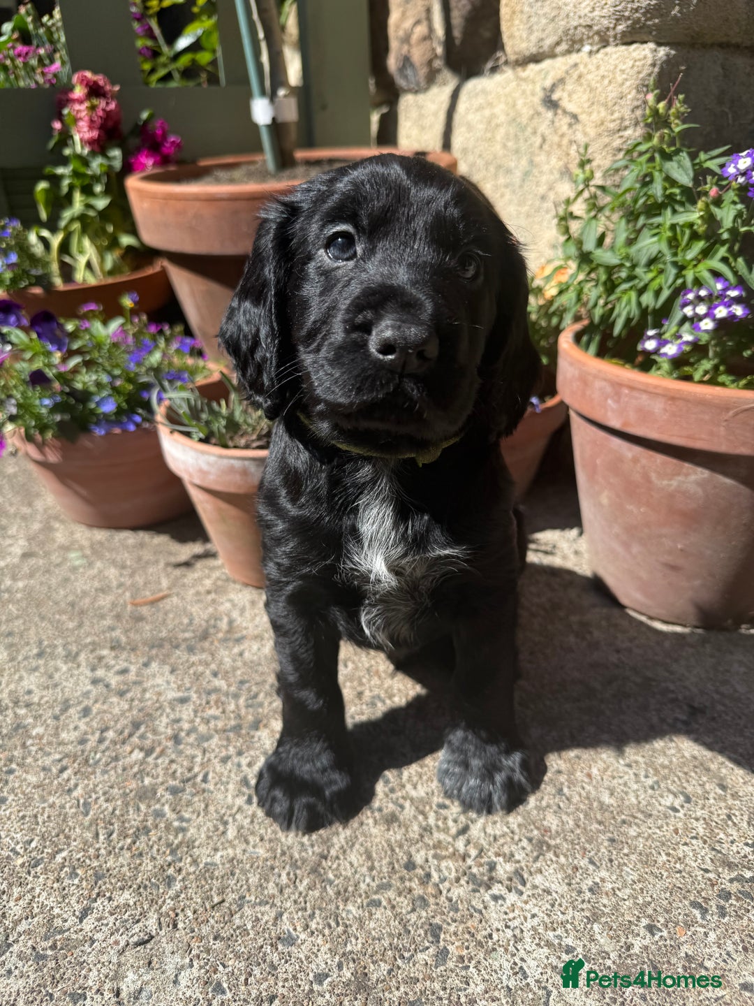 Cocker Spaniel dogs for sale: FTW Sired KC Reg Working Cocker Spaniel Puppies in Stocksfield - Image 1