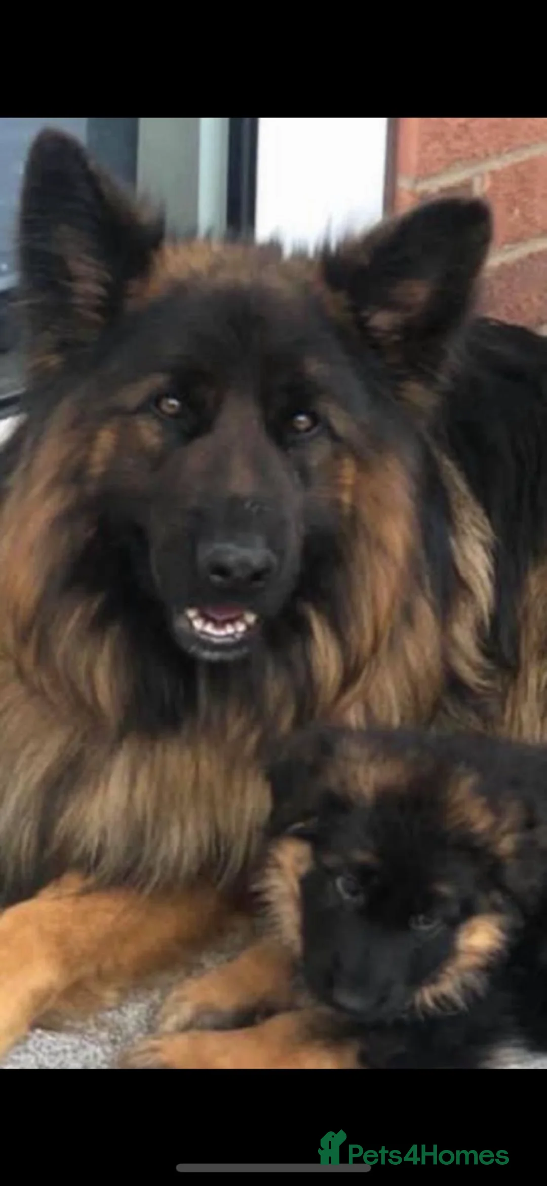 German Shepherd dogs for sale: Stunning Pedigree Male German Shepherd Puppy - Advert 7