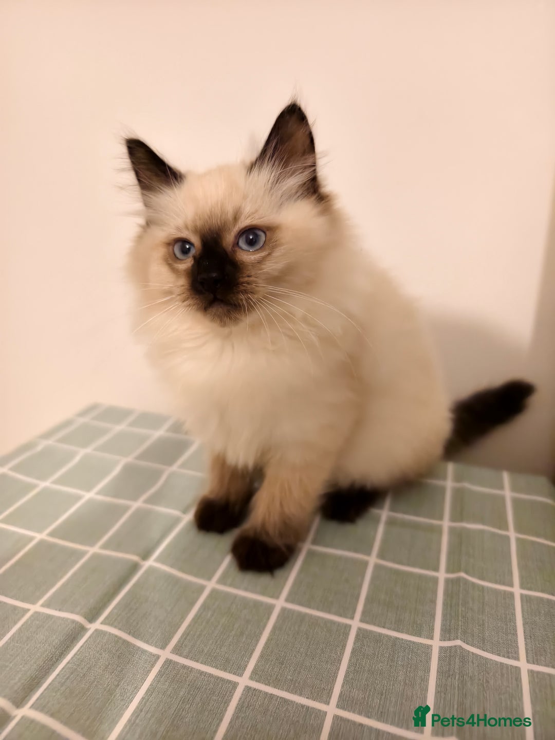 Ragdoll cats for sale: Beautiful Seal Point Ragdoll Kittens – for sale - Advert 5