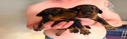 Dobermann dogs for sale: 7 Beautiful Dobermann puppies of mixed colours. in Reading - Advert 3