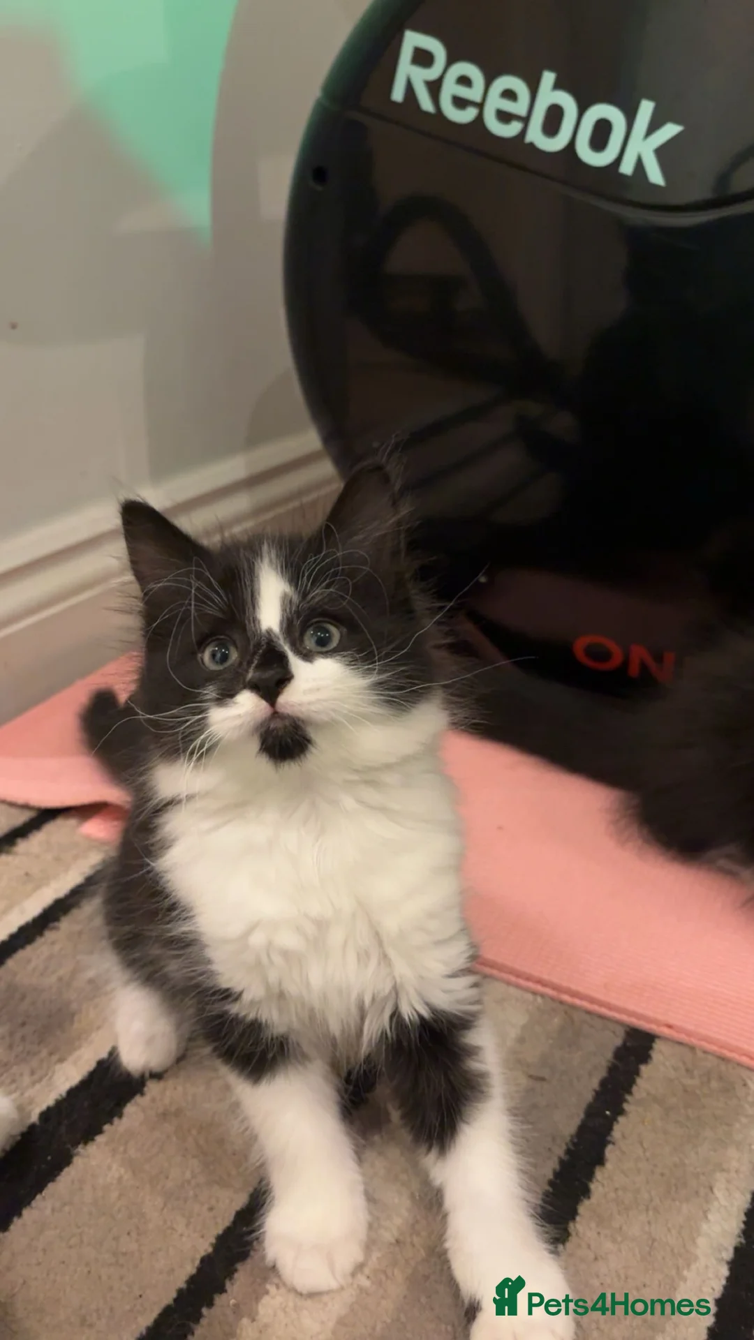 Mixed Breed cats for sale: Black and white kittens  - Advert 5