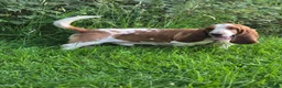 Basset Hound dogs for stud: Basset Hound Proven Stud - Advert 10