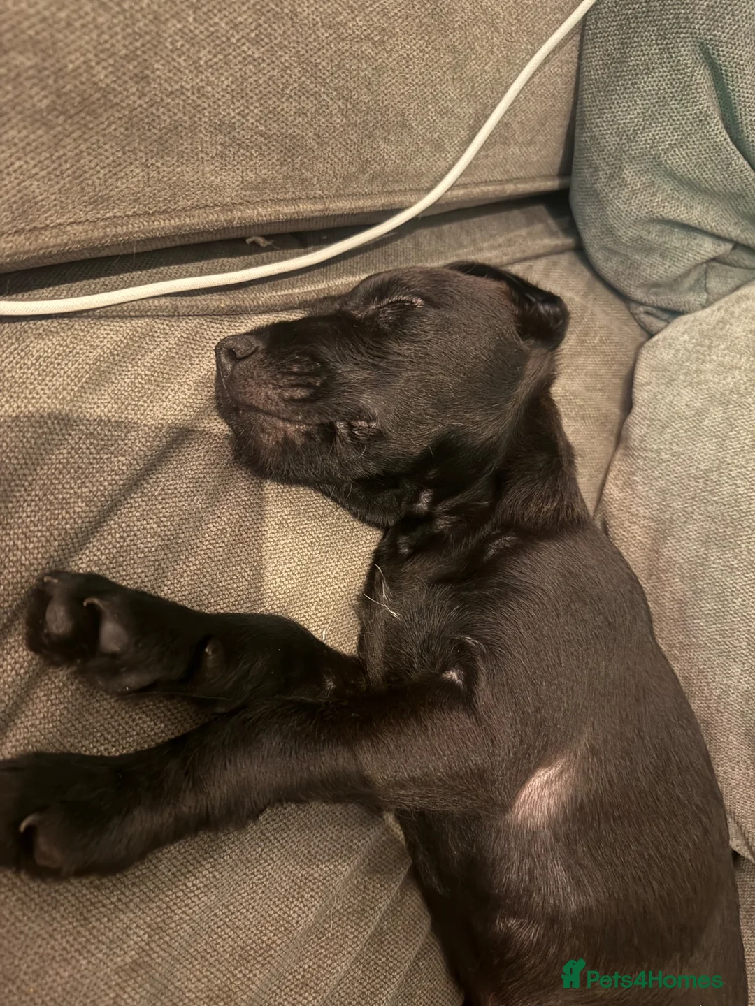 Patterdale Terrier dogs for sale: Maxwell - Advert 3