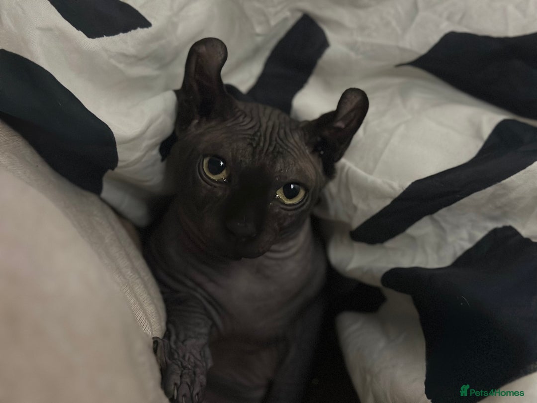 Sphynx cats for stud: Stunning blue Elf - Advert 14