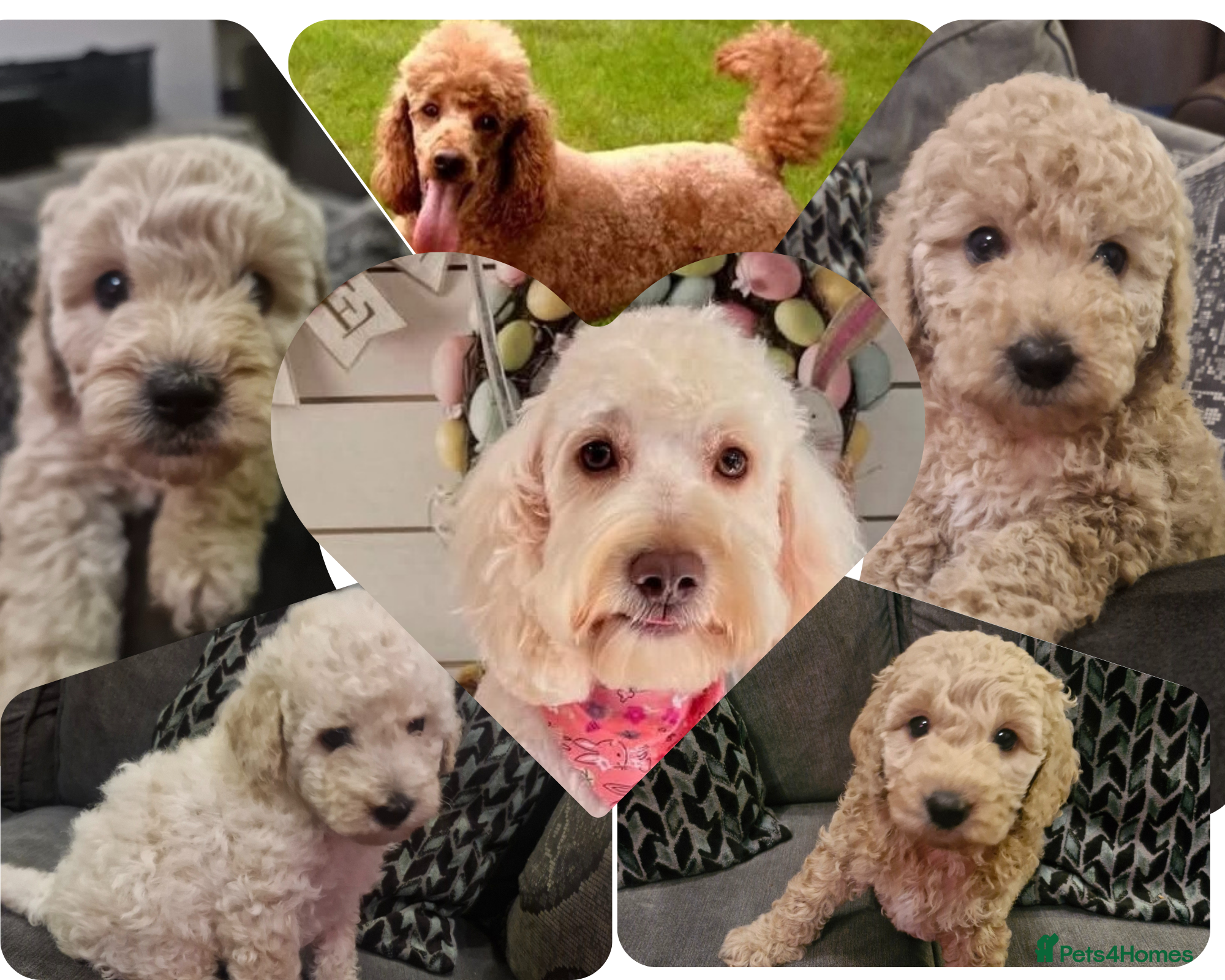Cockapoo dogs  3 beautiful Cockapoo puppies F2B - Advert 4