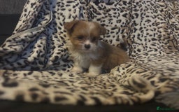 Mixed Breed dogs for sale: Chorkie-apso puppies  - Image 12
