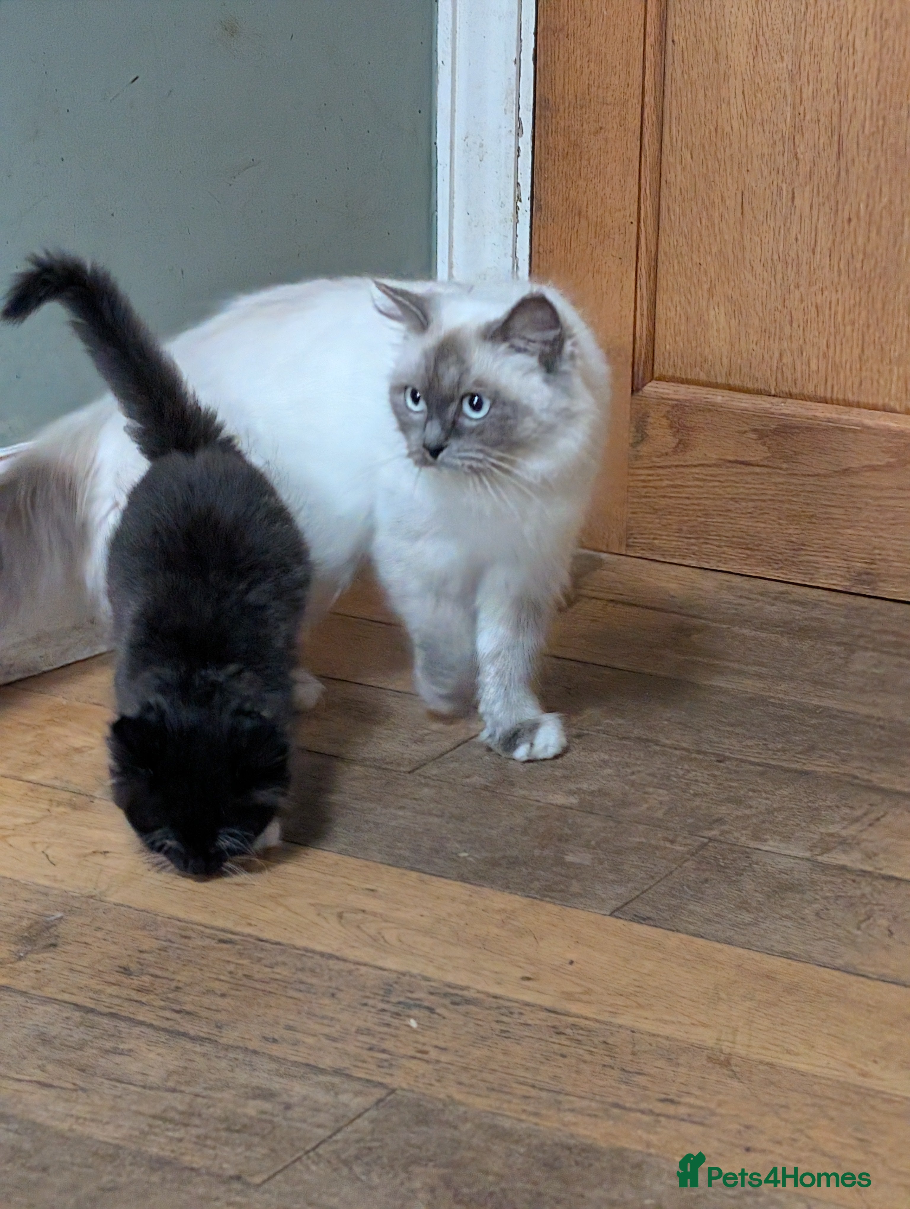 Mixed Breed cats Ragdoll X  in Crook - Advert 3