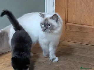 Mixed Breed cats Ragdoll X in Crook - Advert 3