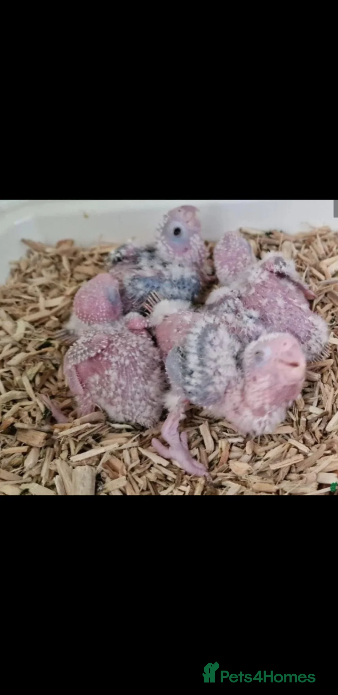 Conures birds for sale: * new batch **hand reared baby pinapple conures  - Advert 2