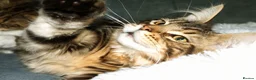 Maine Coon cats for sale: 100% Maine Coon Kitten Boy  - Advert 17