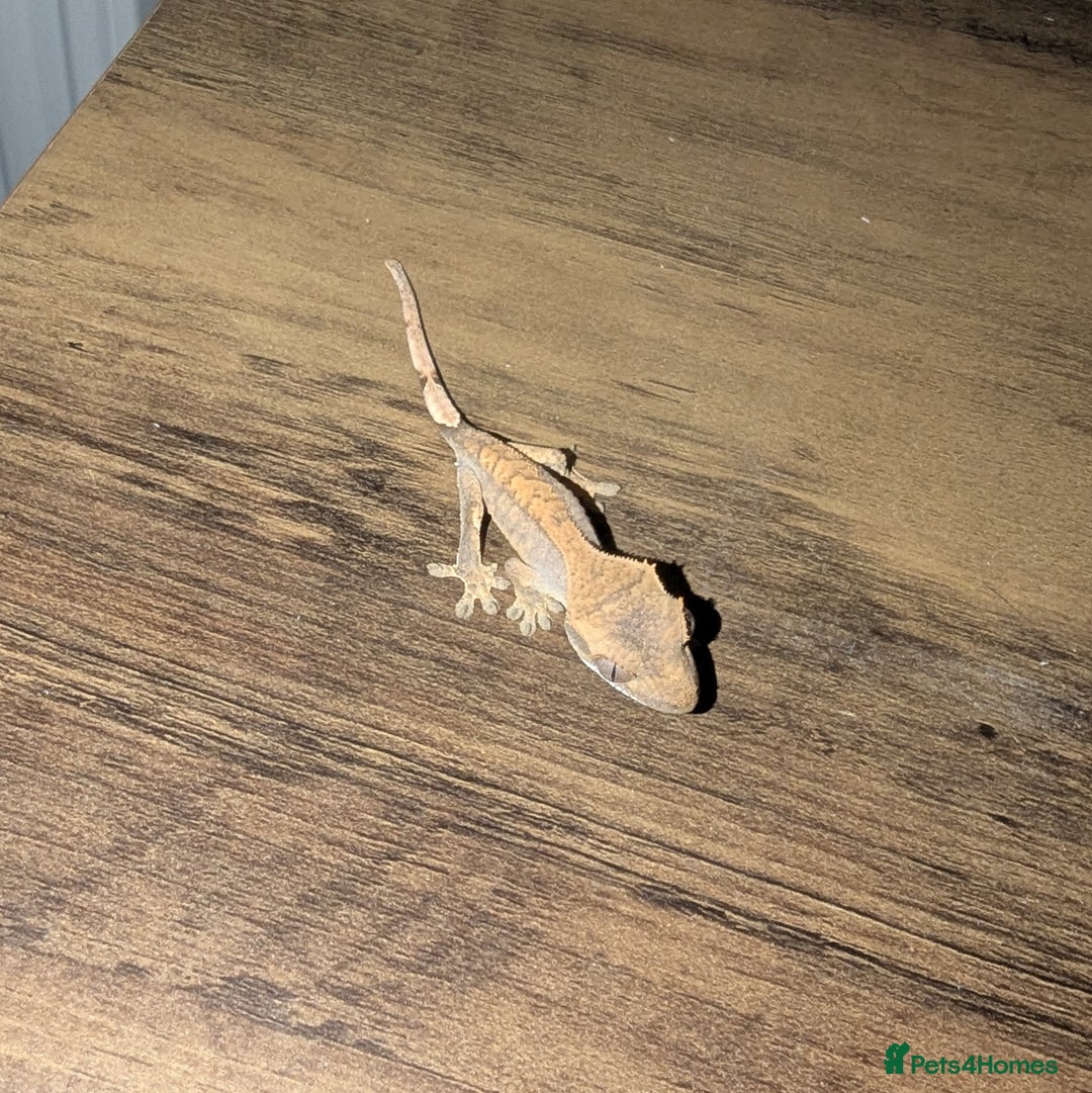 Gecko reptiles for sale: Lilly White Crested Gecko Hatchlings - Advert 3