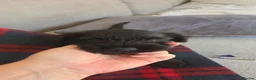 Miniature Schnauzer dogs for sale: All black miniature Schnauzers in Bridgwater - Advert 3