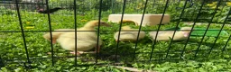 Geese poultry for sale: Stunning hand reared friendly Embden Gander - Advert 18