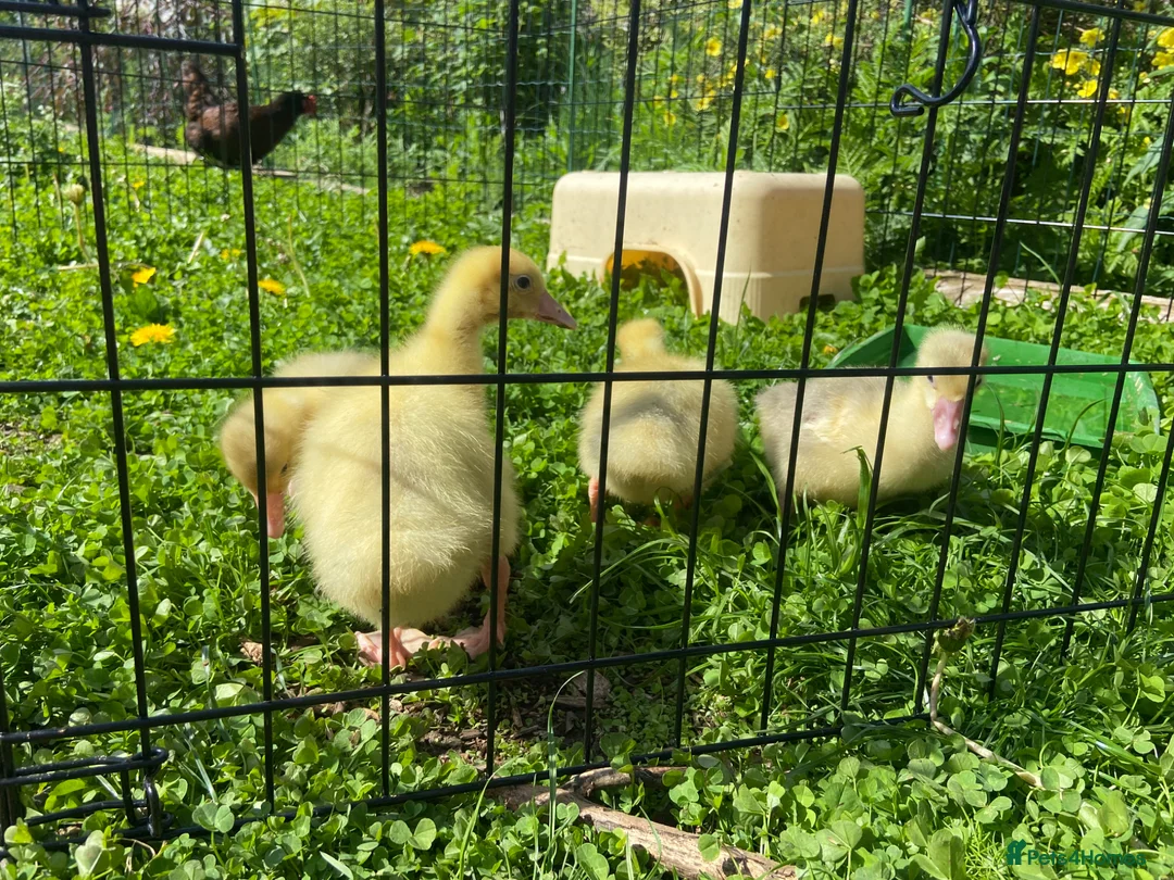 Geese poultry for sale: Stunning hand reared friendly Embden Gander - Advert 18