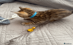 Bengal cats for sale: 🐾 Purebred Bengal Kittens for Sale 🐾 - Image 12