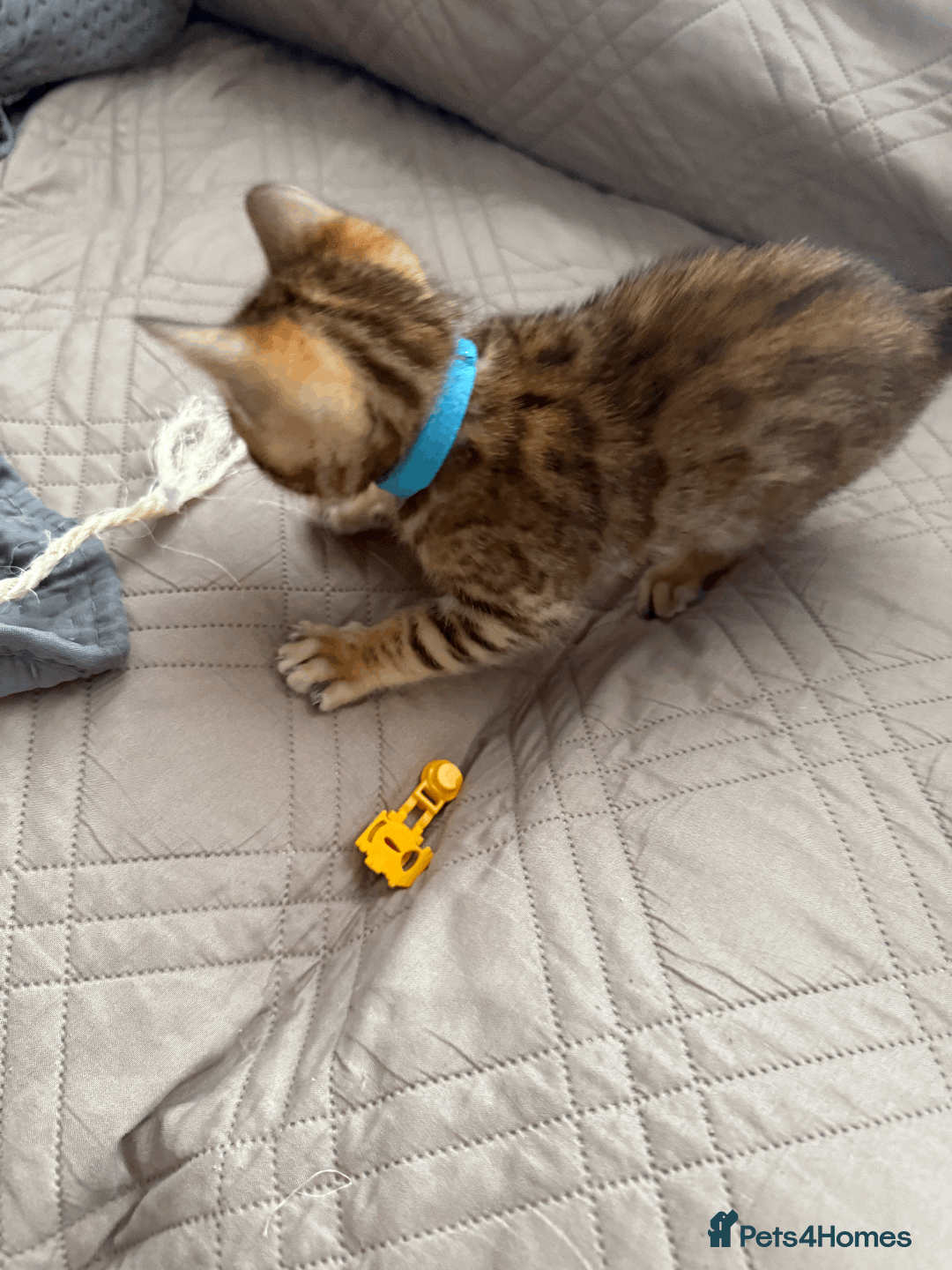 Bengal cats for sale: 🐾 Purebred Bengal Kittens for Sale 🐾 - Image 12