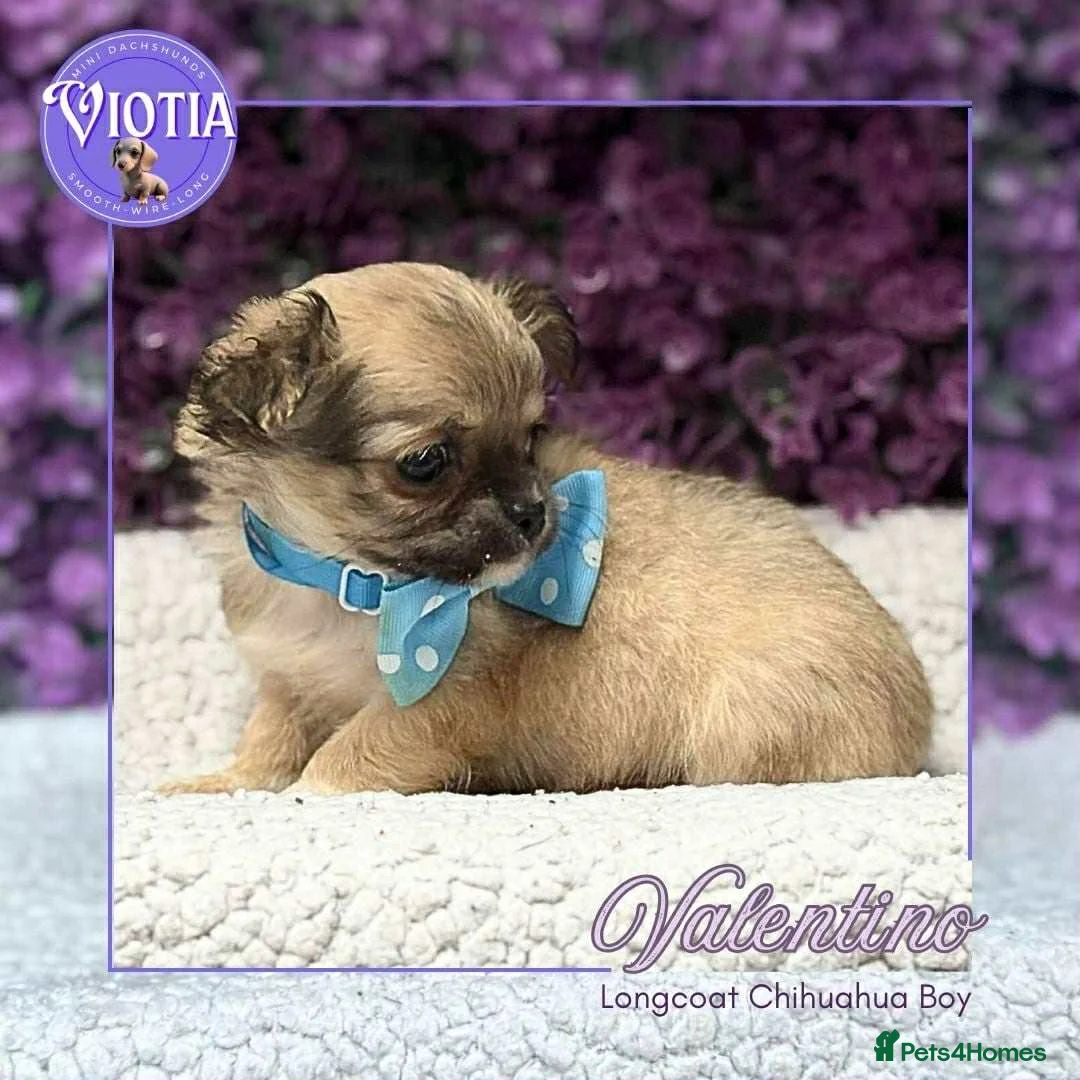 Chihuahua dogs for sale: Stunning long coat chihuahua’s  - Advert 11