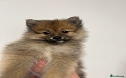 Pomeranian dogs for sale: LAST GIRL READY NOW Pomeranian puppies - Advert 5