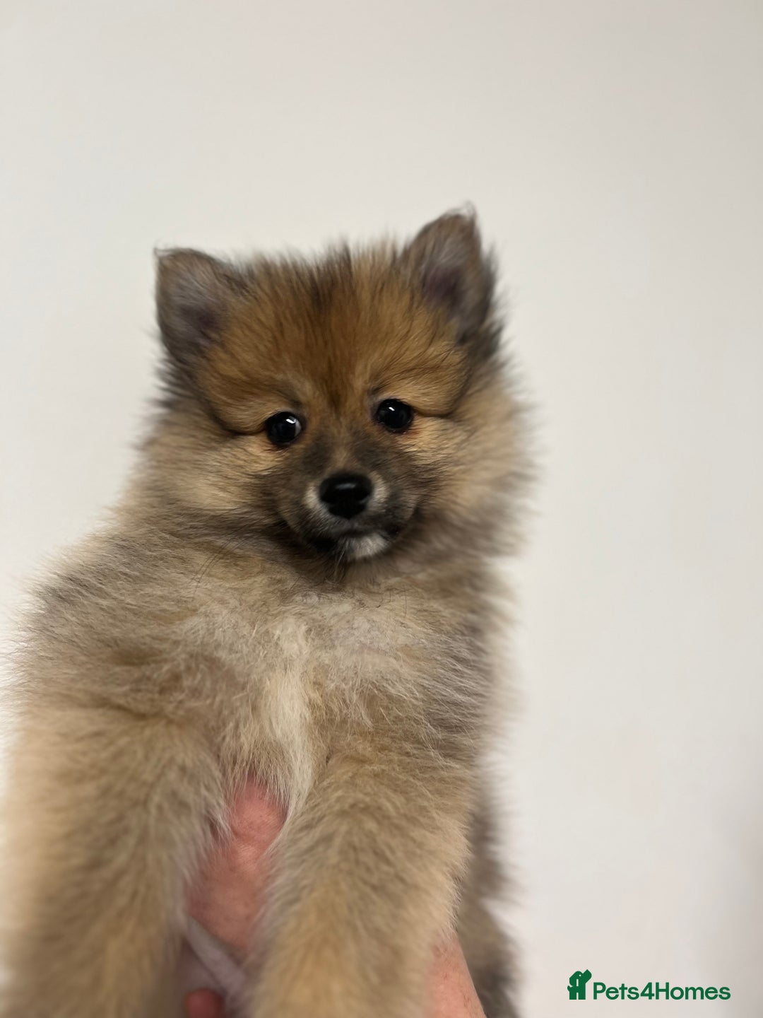 Pomeranian dogs for sale: LAST GIRL READY NOW Pomeranian puppies - Advert 5