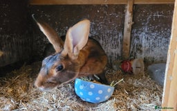 Belgian Hares rabbits for sale: 'Hector' beautiful red Belgian Hare buck - Image 3