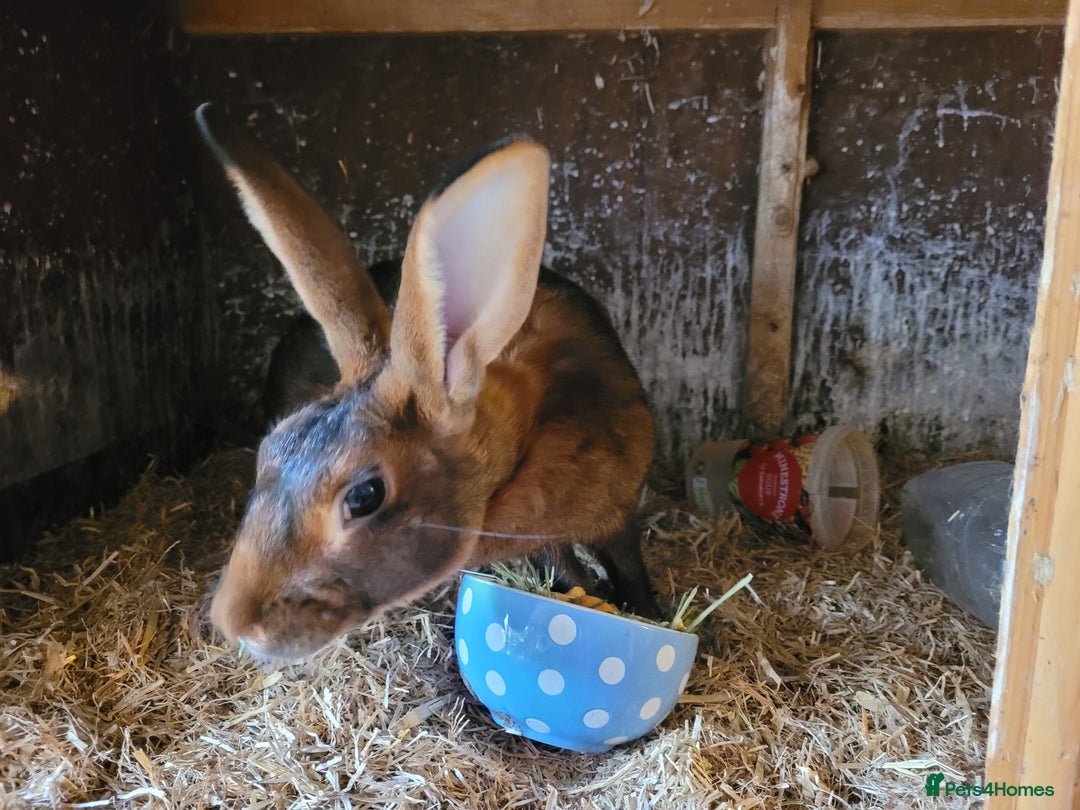 Belgian Hares rabbits for sale: 'Hector' beautiful red Belgian Hare buck - Image 3