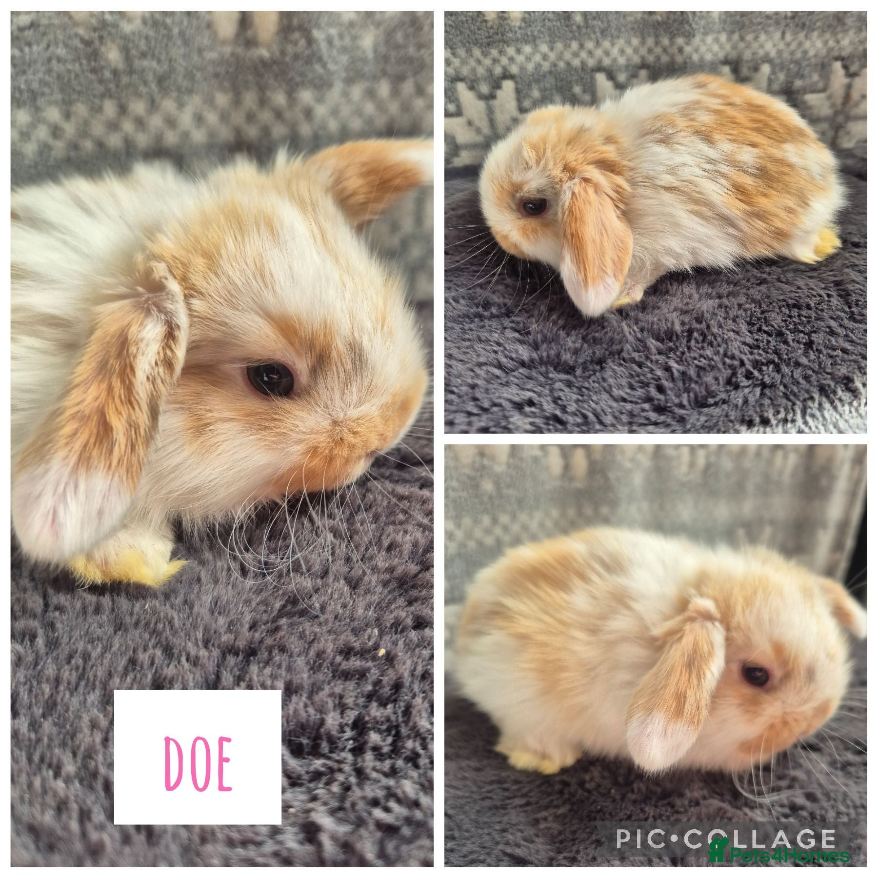 Mini Lop rabbits ❤️ READY TO RESERVE ❤️  - Advert 5