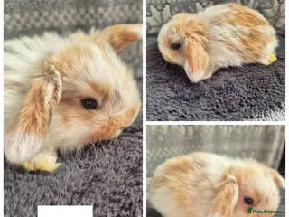 Mini Lop rabbits ❤️ READY TO RESERVE ❤️ - Advert 5