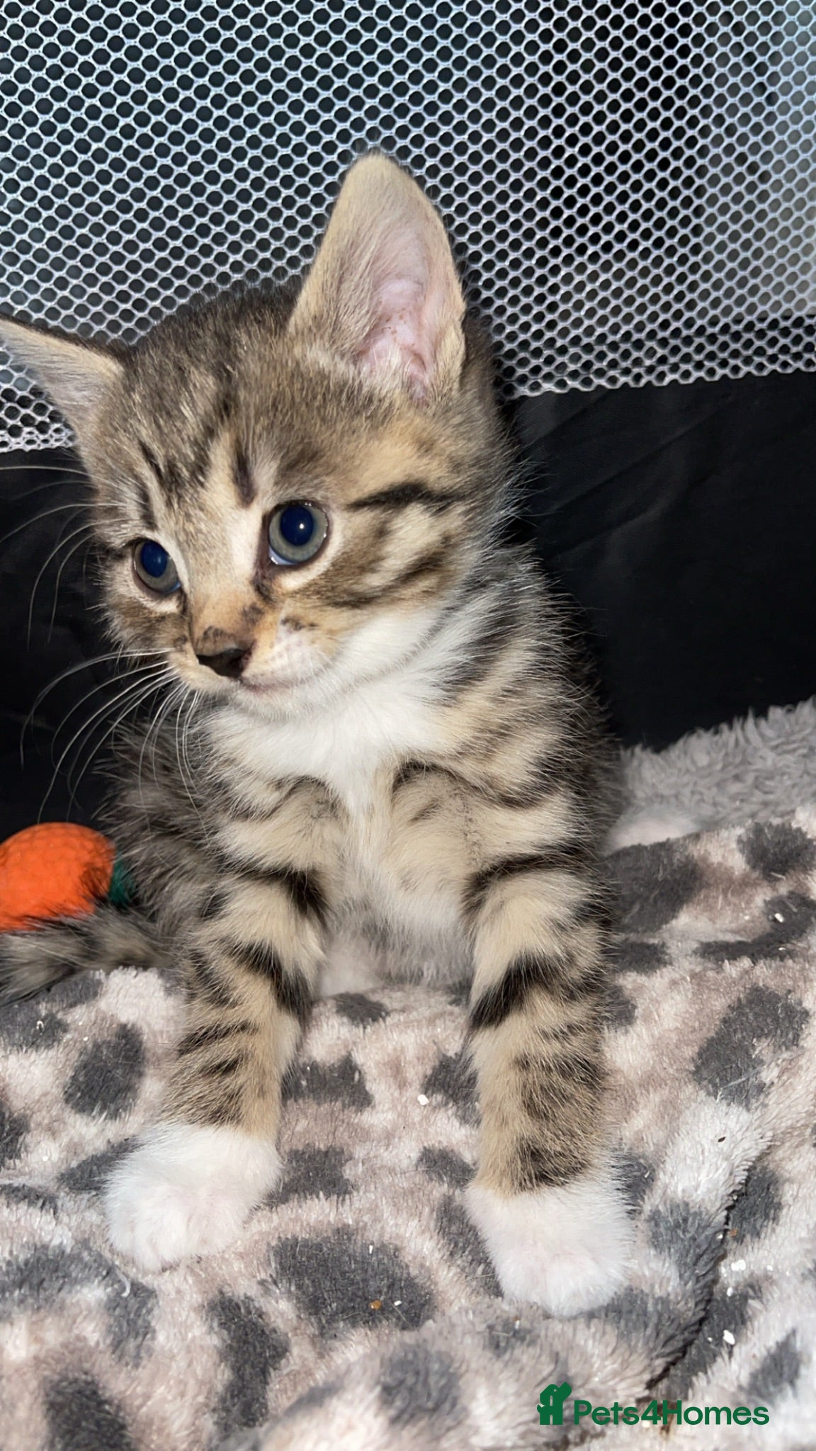 Mixed Breed cats Beautiful kittens for sale!  - Advert 2