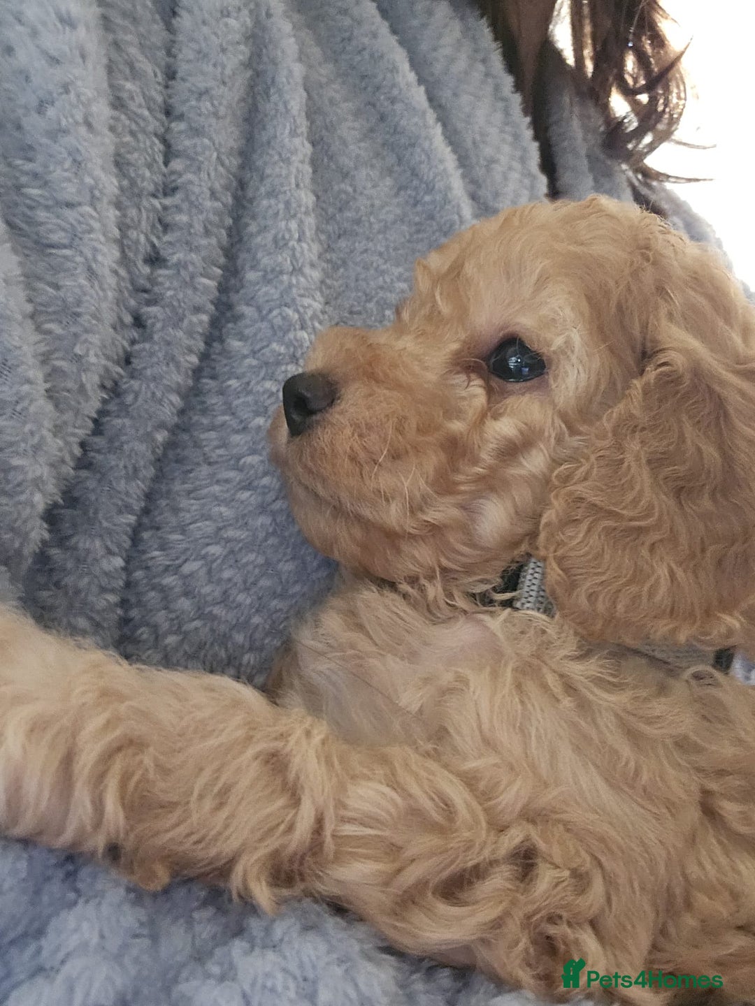 Cockapoo dogs for sale: Gorgeous cockapoo puppies, 2 boys and 2 girls - Advert 16