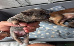 Chihuahua dogs for sale: 🐾 Adorable Chihuahua Puppies for Sale 🐾 - Image 11